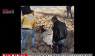 Midyat'ta Bataklıkta mahsur kalan 2 inek kurtarıldı