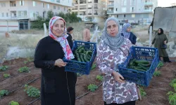 Artuklu Kent Kadın Bostanları'nda ilk hasat sevinci