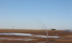 Mısır Ekimi Mardin’deki Enerji Arzını Tehdit Ediyor
