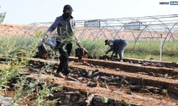 Mardin’den Türkiye’nin Meralarına Hayat Veren Proje