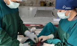 Mardin Hayvan Bakımevi’nde Başarılı Operasyon, 1 Kiloluk Tümör Alındı