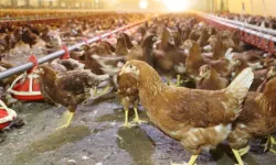 Kümes hayvancılığında artış! Yaklaşık 2 milyar adet yumurta üretildi