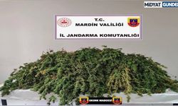 Mardin’de Jandarmadan Uyuşturucu Operasyonu!