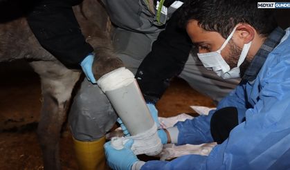 Midyat’ta ayağı kırılan eşeye protez takıldı