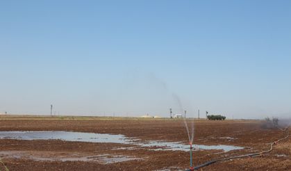 Mısır Ekimi Mardin’deki Enerji Arzını Tehdit Ediyor