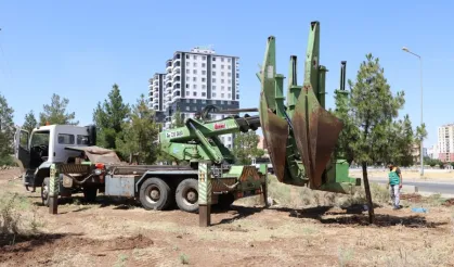 Diyarbakır'dan ağaçlara saygı duruşu
