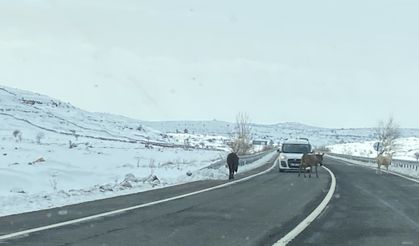 Kaderine Terk Edilen "Dilsiz" Canlar