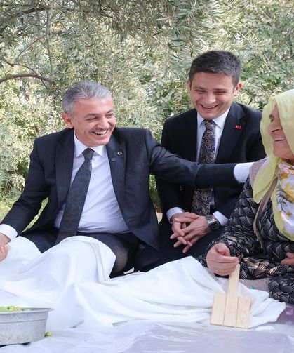 Vali Akkoyun Derik ilçesinde Zeytin Hasadına katıldı