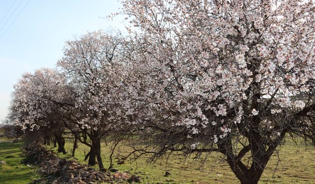 Midyat’ta badem ağaçları çiçek açtı