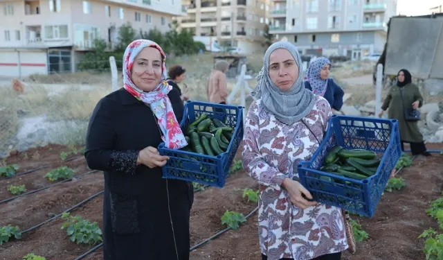 Artuklu Kent Kadın Bostanları'nda ilk hasat sevinci