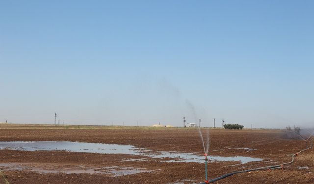 Mısır Ekimi Mardin’deki Enerji Arzını Tehdit Ediyor