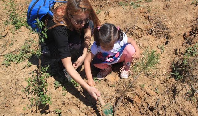Yanan alanlarda fidan dikiminde acele edilmemeli
