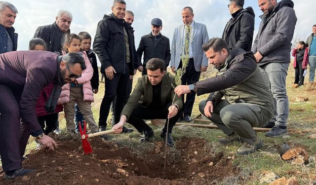 Midyat’ta Geleceğe Nefes: Söğütlü’de Yüzlerce Fidan Toprakla Buluştu