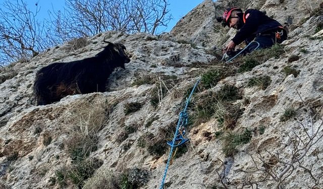 Midyat’ta Dağda Mahsur Kalan Keçi AFAD Ekiplerince Kurtarıldı