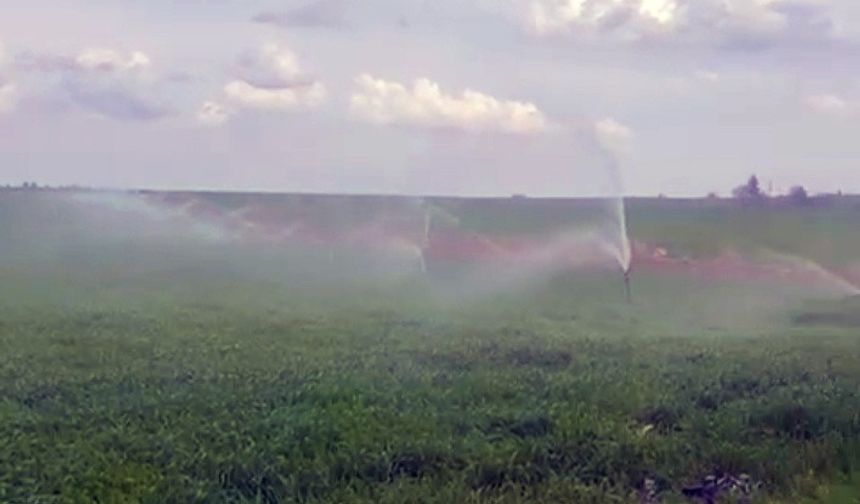 Yağmur Yağarken Kaçak Elektrikle Sulanan Buğday Tarlası