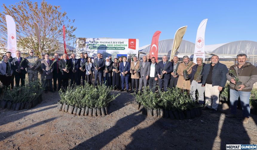 Vali Akkoyun, Derik İlçesinde Çiftçilere Zeytin Fidanı Dağıttı