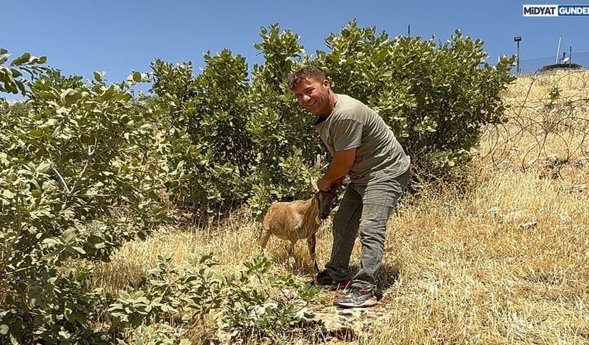 Tel Örgülere Sıkışan Dağ Keçisini Baba-Oğul Kurtardı!