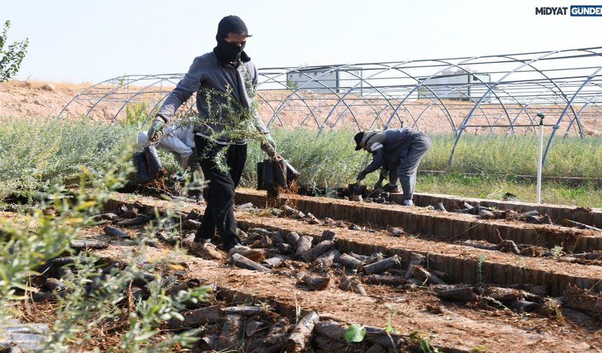 Mardin’den Türkiye’nin Meralarına Hayat Veren Proje