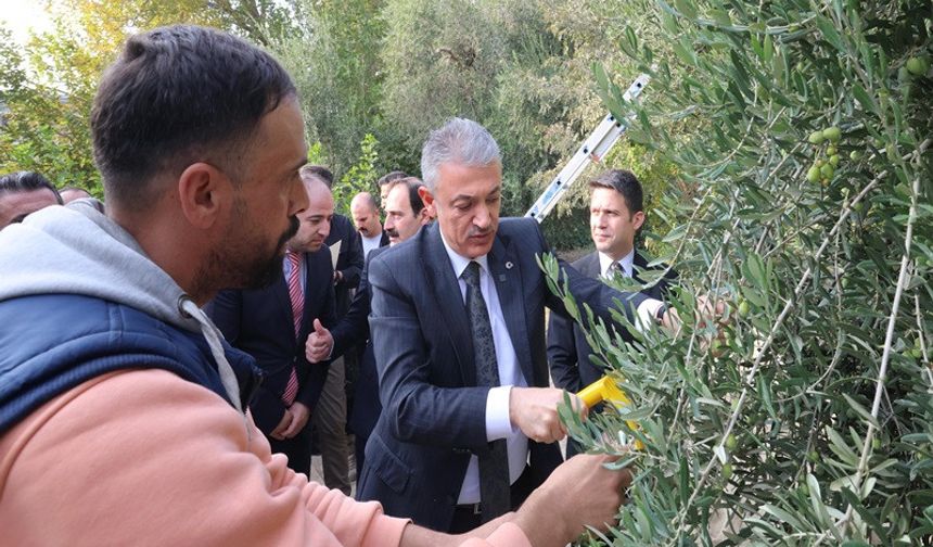 Vali Akkoyun Derik ilçesinde Zeytin Hasadına katıldı