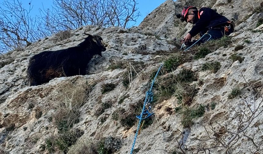 Midyat’ta Dağda Mahsur Kalan Keçi AFAD Ekiplerince Kurtarıldı