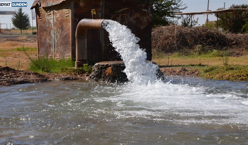 Güneydoğu'da Mısır Ekimi: Su ve Enerji Krizi Kapıda