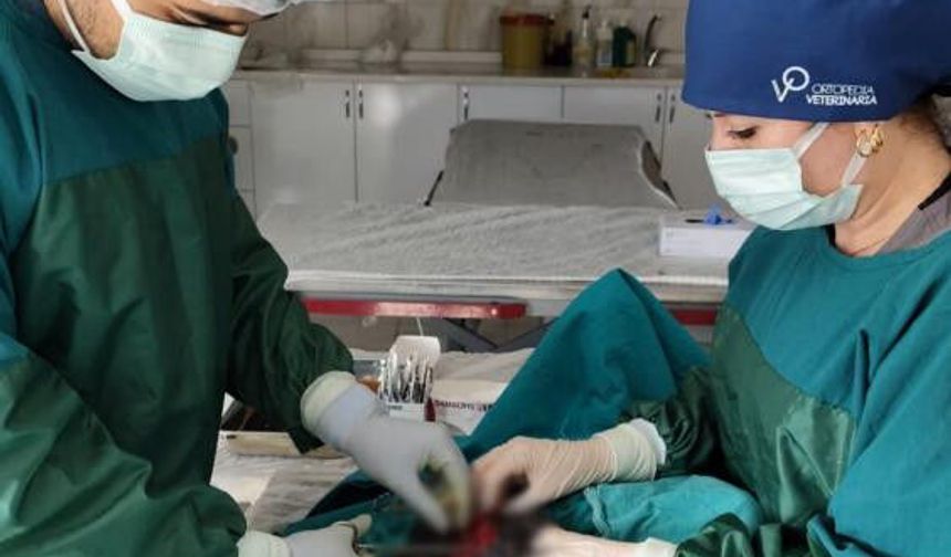 Mardin Hayvan Bakımevi’nde Başarılı Operasyon, 1 Kiloluk Tümör Alındı