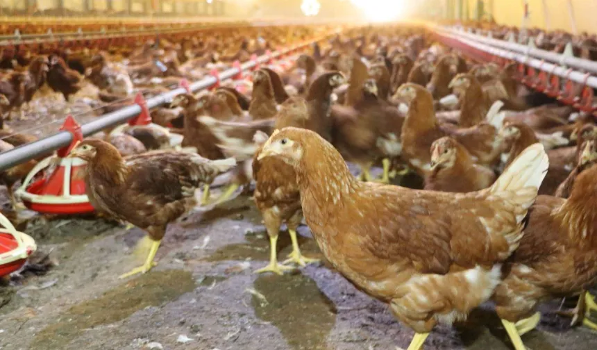 Kümes hayvancılığında artış! Yaklaşık 2 milyar adet yumurta üretildi