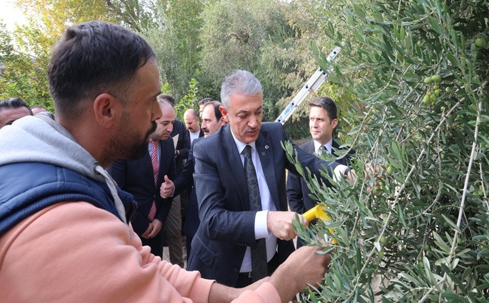 Vali Akkoyun Derik ilçesinde Zeytin Hasadına katıldı