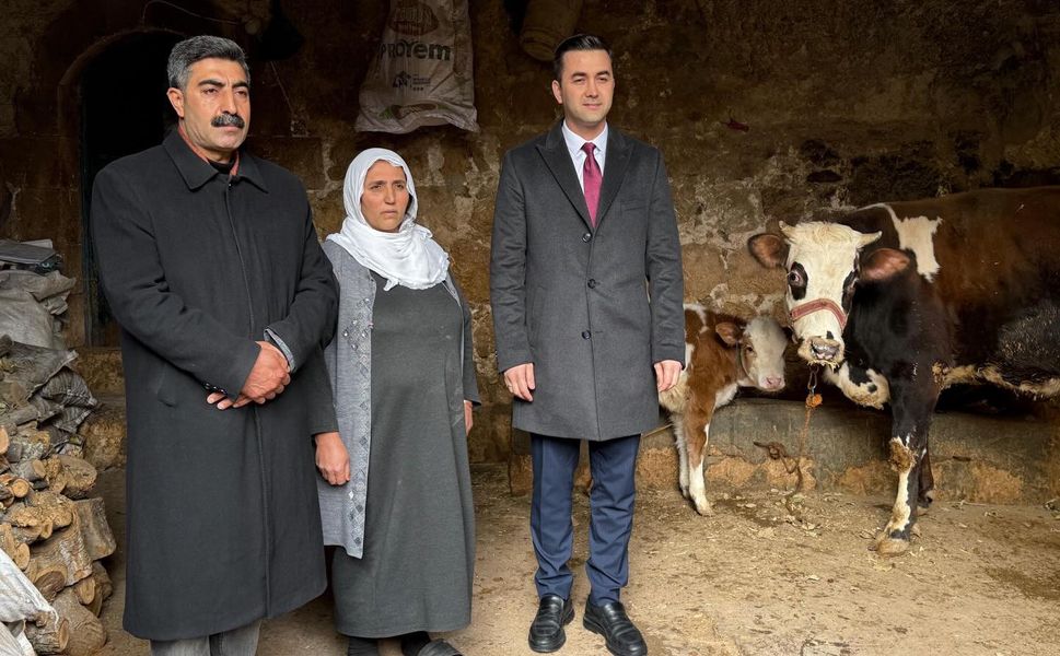 Midyat’ta Devlet-Millet El Ele: İneği Telef Olan Aileye Umut Oldular