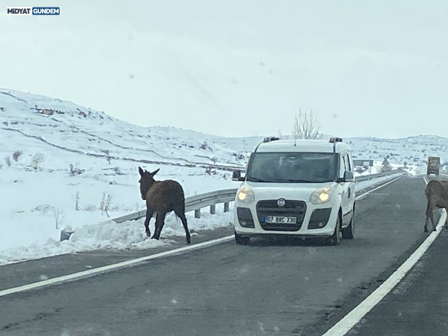 Kaderine Terk Edilen Dilsiz Canlar Dargeçit