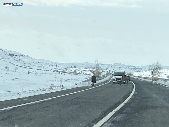 Kaderine Terk Edilen Dilsiz Canlar Eşekler