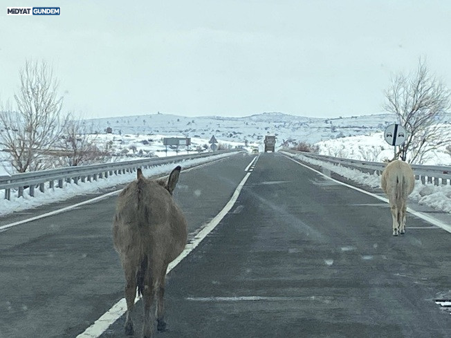 Kaderine Terk Edilen Dilsiz Canlar Midyat