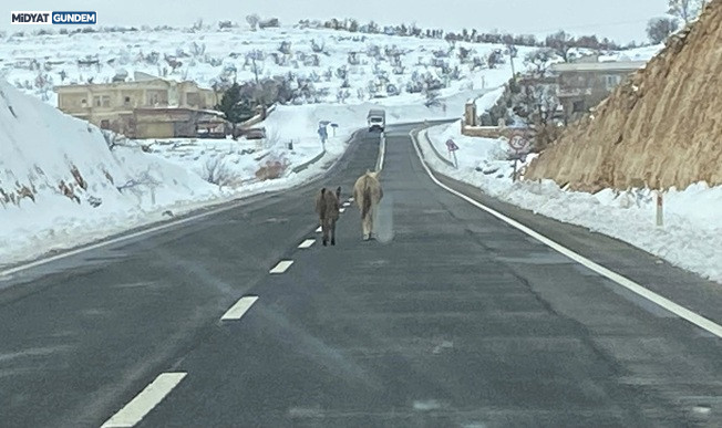 Kaderine Terk Edilen Dilsiz Canlar